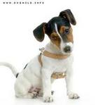 Jack Russell Terrier