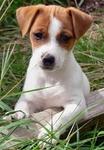 Jack Russell Terrier