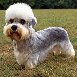 Dandie Dinmont Terrier