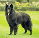 Belgijski pies pasterski (czarny)