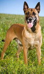 Owczarek belgijski Malinois