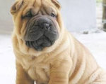 shar pei miniaturka