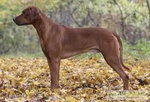 rhodesian