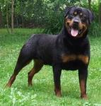 Rottweiler