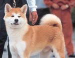 akita inu