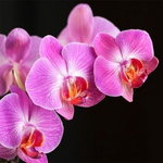 Orchidee ;*