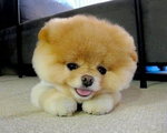 1."Rasa Pomeranian" (boo)