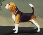 Beagle...<3