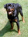 Rottweiler