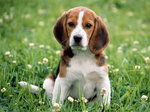 beagle babciu