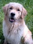 golden retriver 