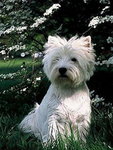 West Highland White Terrier , 