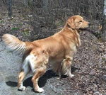 9.Golden retriever 