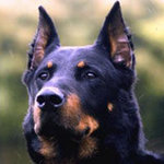 Owczarek Francuski beauceron