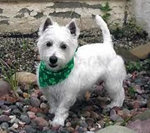 West Highland white terrier