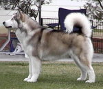 Alaskan Malamute