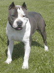 American Staffordshire Terrier