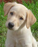 Labrador Retriven.