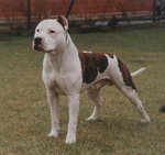 american pit bull terier ♥