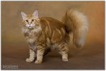 Maine coon