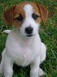 jack russelll terrier