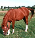 Koń Wielkopolski
