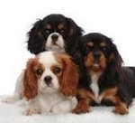 Cavalier spaniel