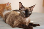 Kot Devon Rex