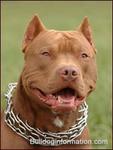 Pit bull red nose