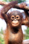 orangutan