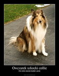 Owczarek Szkocki Collie 