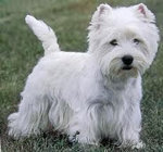 west highland withe terrier