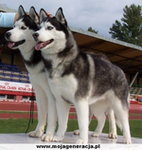 3.Husky 