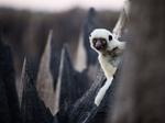 Sifaka