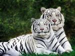 tygrys biały bengalski