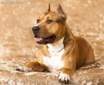 American Staffordshire Terier