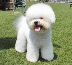 Bichon frise