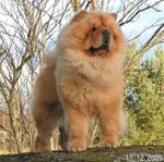 Chow chow 