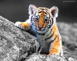 1.Tygrys