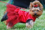 Yorkshire terrier