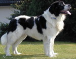 landseer