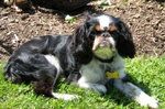 KIng charles Spaniel