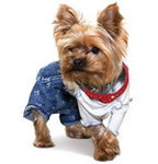 Yorkshire terrier