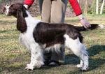 Springer Spaniel Angielski