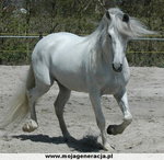 koń Andaluzyjski