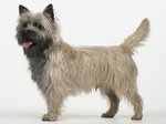 Cairn Terrier