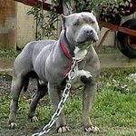 American Pitbull Terrier(Pitbull)