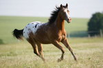 Appaloosa