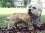 Dandie dinmont terrier