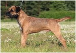 Border Terrier 